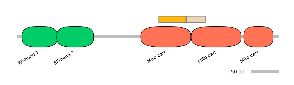 HsaINT0151740-EXC