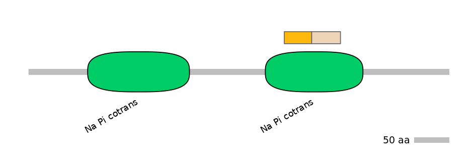 HsaINT0152524-EXC