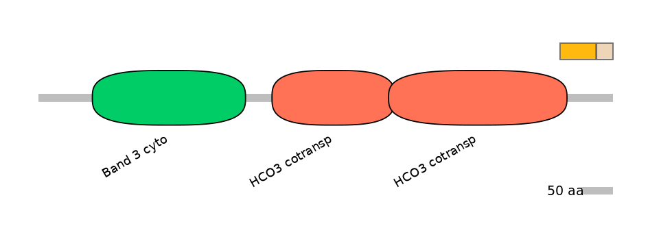 HsaINT0153305-EXC