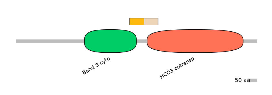 HsaINT0153378-EXC