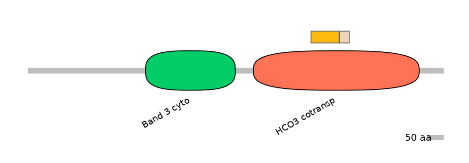HsaINT0153382-EXC