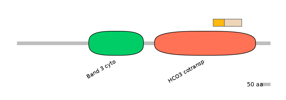 HsaINT0153384-EXC