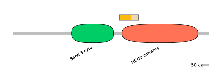 HsaINT0153401-EXC