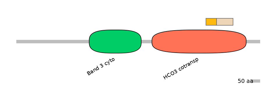 HsaINT0153406-EXC