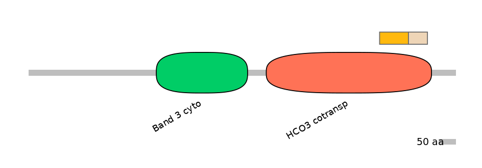 HsaINT0153407-EXC