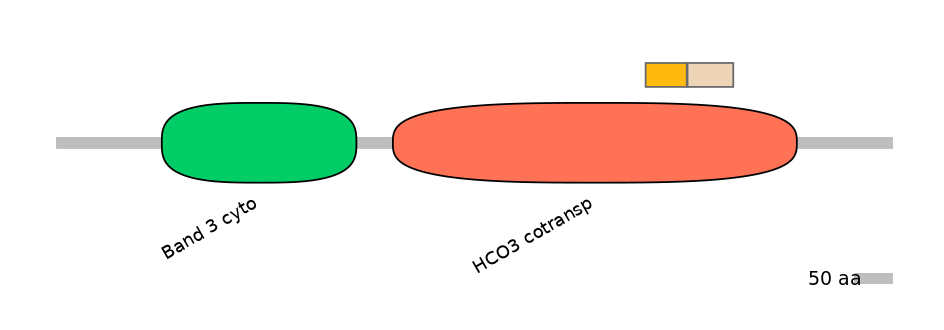 HsaINT0153426-EXC