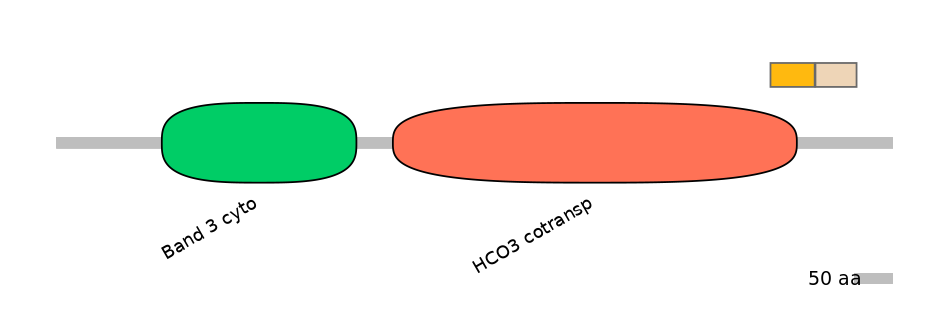 HsaINT0153431-EXC
