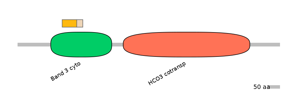 HsaINT0153437-EXC