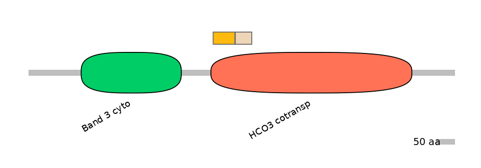 HsaINT0153445-EXC
