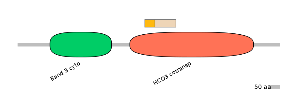 HsaINT0153446-EXC