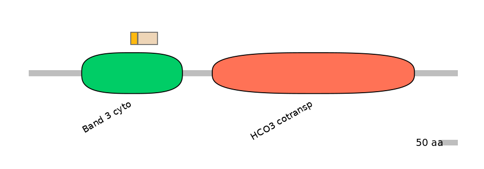 HsaINT0153464-EXC