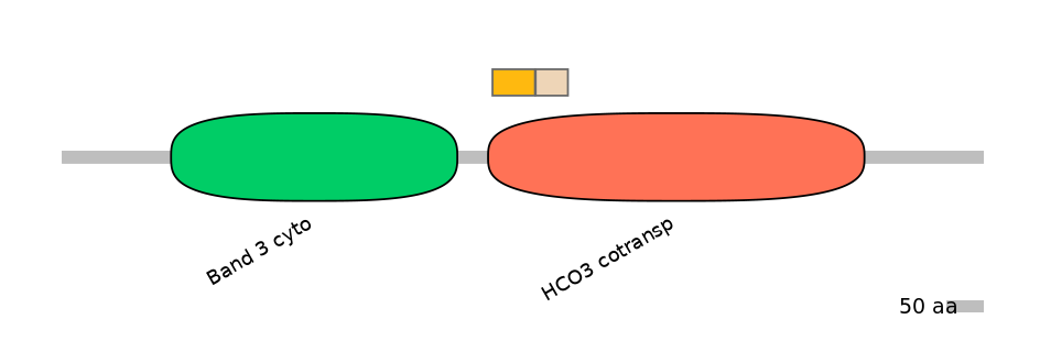 HsaINT0153478-EXC