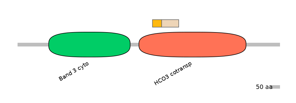HsaINT0153479-EXC