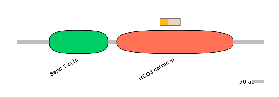 HsaINT0153506-EXC