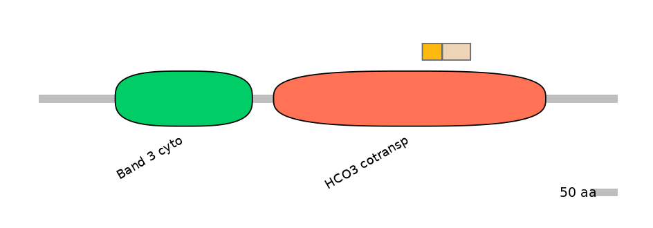 HsaINT0153508-EXC