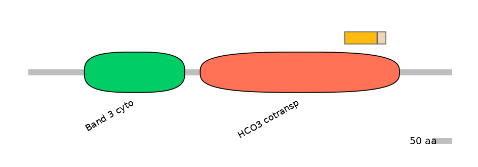 HsaINT0153510-EXC