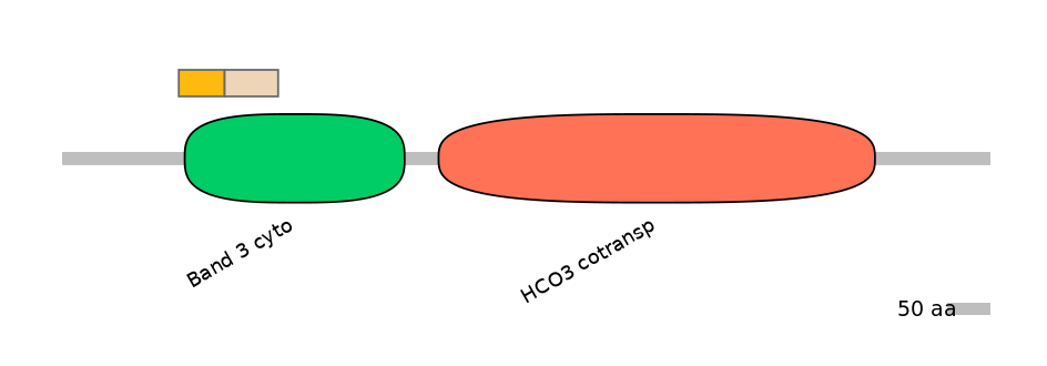 HsaINT0153515-EXC