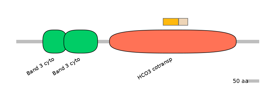 HsaINT0153524-EXC