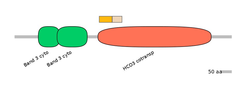 HsaINT0153540-EXC