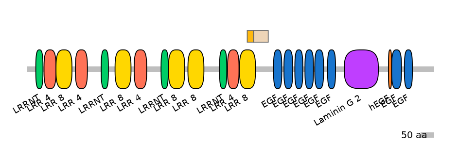 HsaINT0154553-EXC