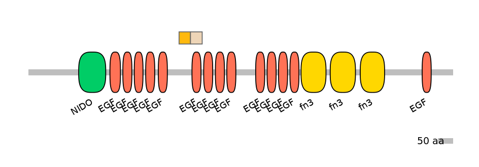 HsaINT0155885-EXC