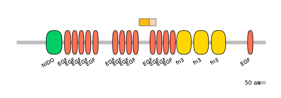 HsaINT0155890-EXC