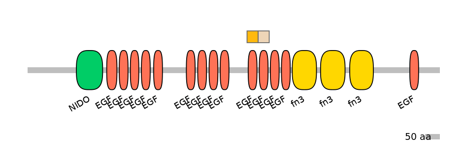 HsaINT0155891-EXC