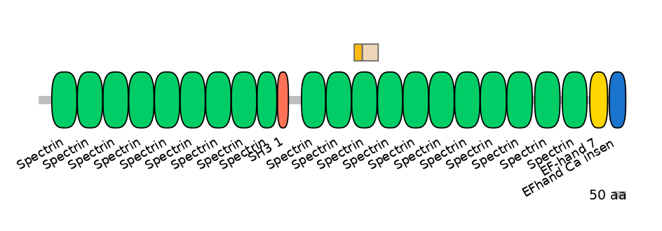 HsaINT0158328-EXC