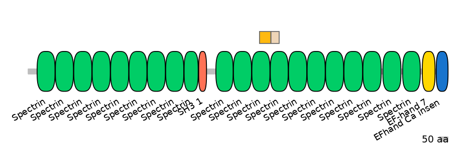 HsaINT0158329-EXC