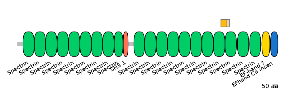 HsaINT0158343-EXC