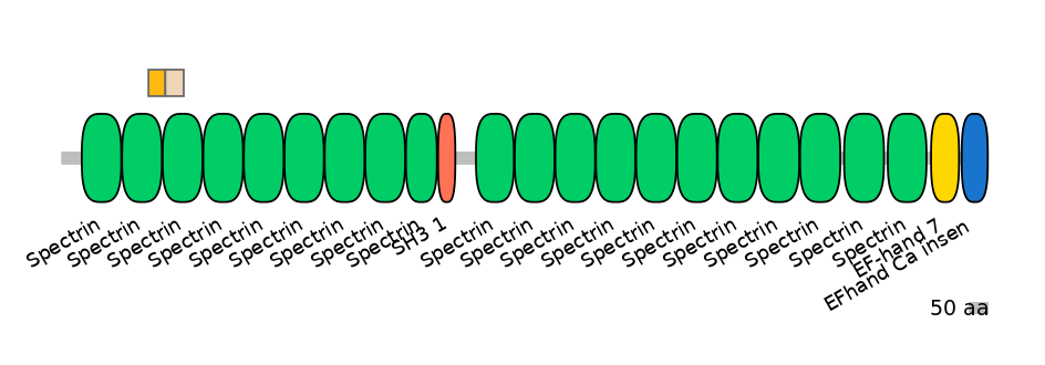 HsaINT0158355-EXC