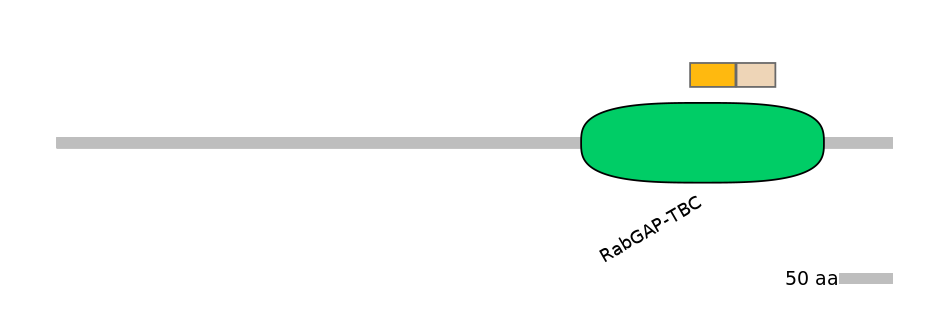 HsaINT0163975-EXC