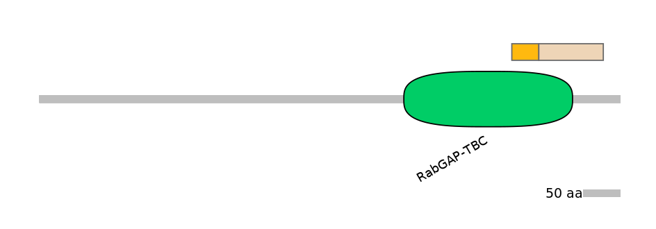 HsaINT0163976-EXC