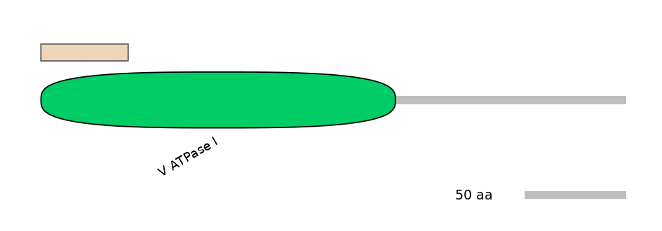 HsaINT0165067-INC