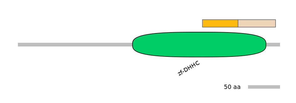 HsaINT0185241-EXC
