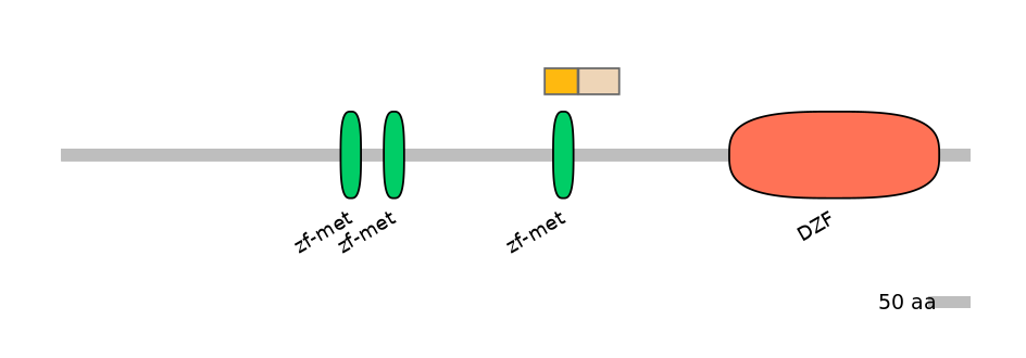 HsaINT0185590-EXC