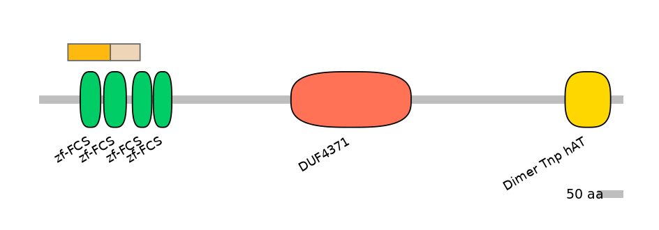 HsaINT0185966-EXC