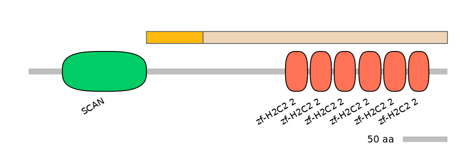 HsaINT0188822-EXC