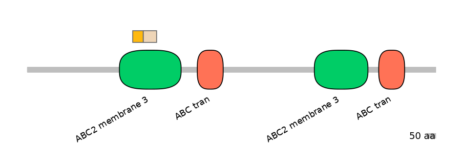 HsaINT1000107-EXC