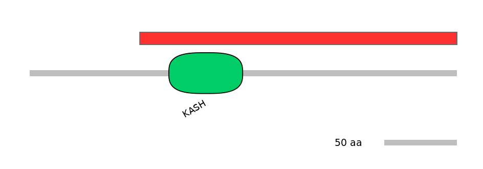 HsaINT1002493-INC