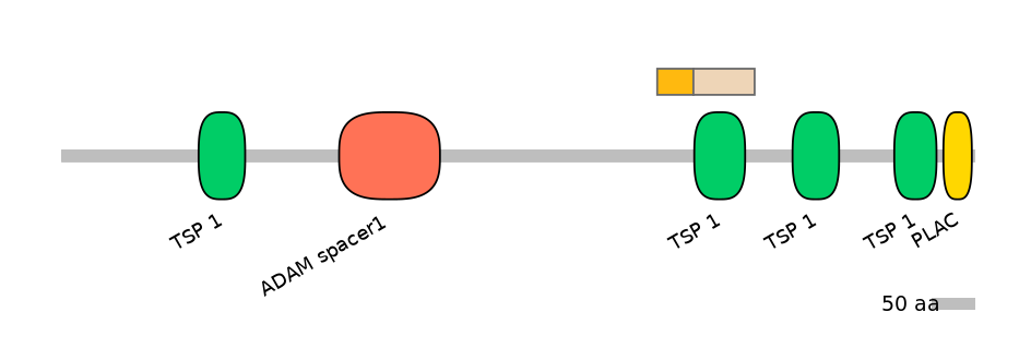 HsaINT1002811-EXC