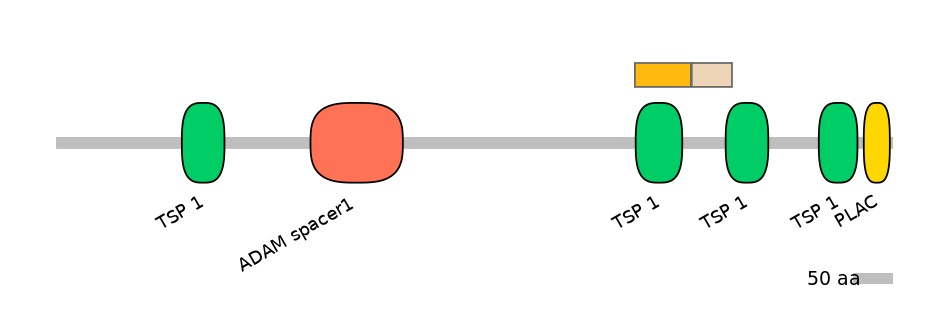 HsaINT1002812-EXC