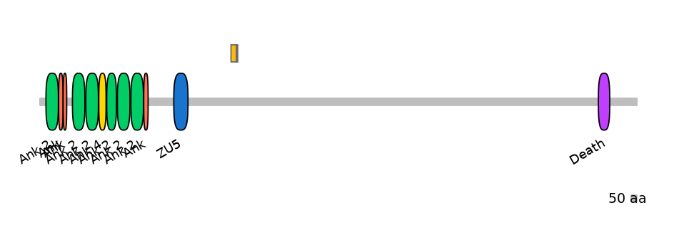 HsaINT1003656-EXC