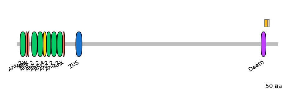 HsaINT1003662-EXC