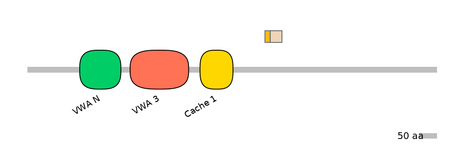 HsaINT1006191-EXC