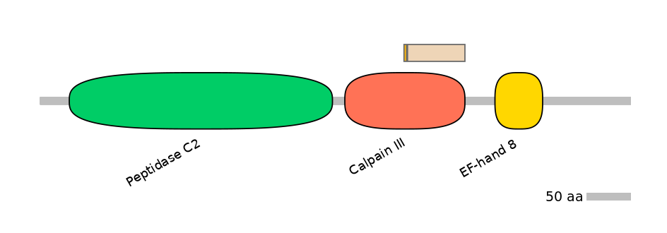 HsaINT1006301-EXC