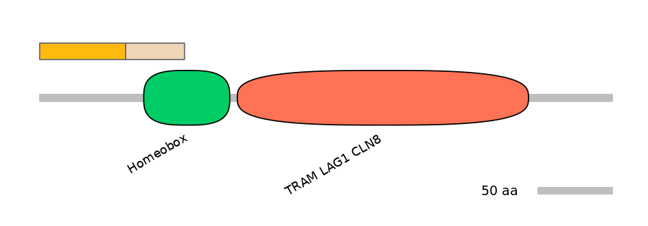 HsaINT1007297-EXC