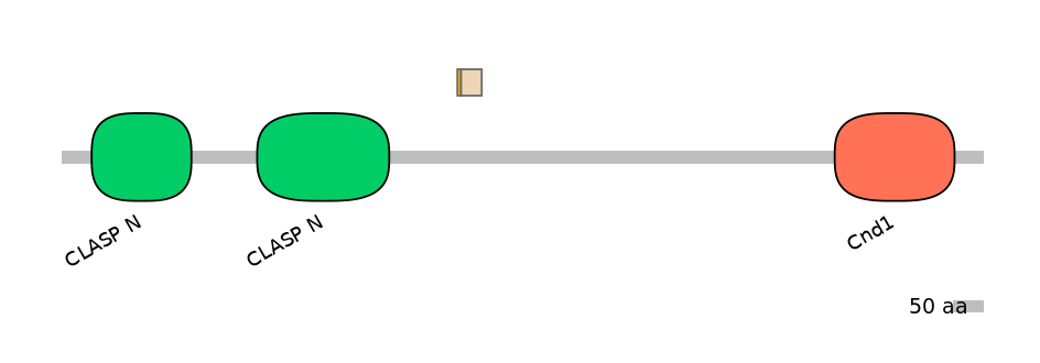 HsaINT1007756-EXC