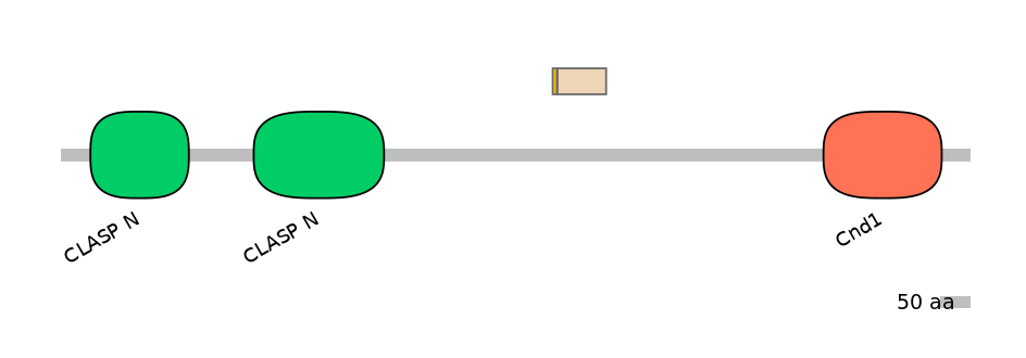 HsaINT1007757-EXC