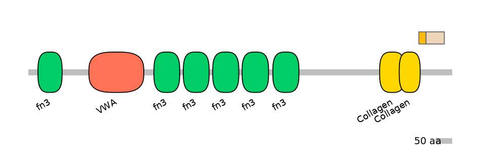 HsaINT1008127-EXC